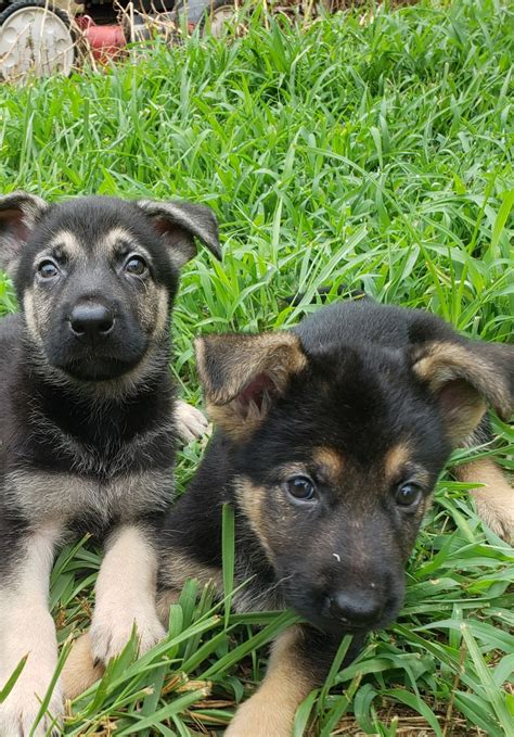 German Shepherd Puppies For Sale Georgia 77 Ga 301777