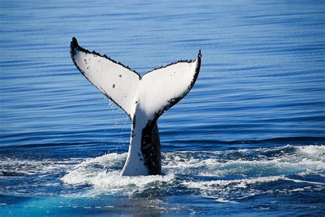 Victoria British Columbia Home To The Finest Whale Watching In The
