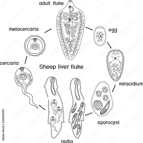 Vecteur Stock Coloring Page With Life Cycle Of Sheep Liver Fluke