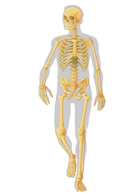 Esqueleto Humano Sistema Oseo Fisiohis Reverasite 5145 The Best Porn