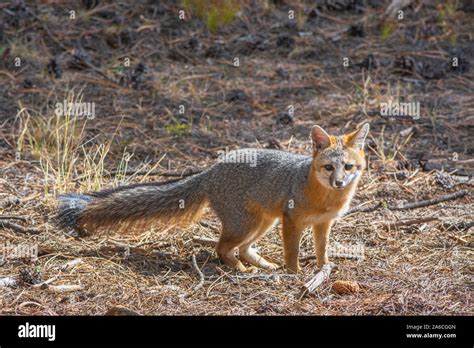 North American Gray Fox High Resolution Stock Photography And Images