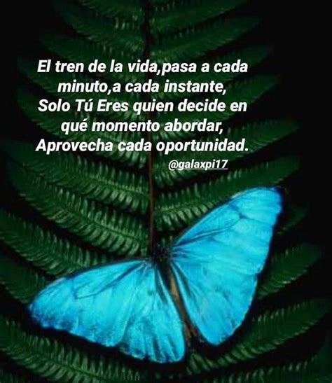 Plant Leaves Frases Butterflies