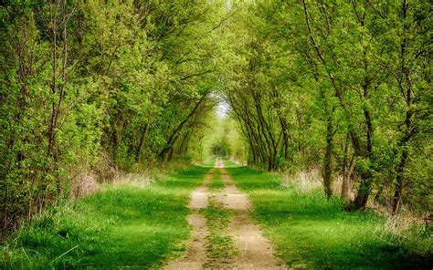 Download Tree Green Forest Dirt Road Man Made Path Hd Wallpaper