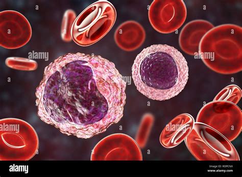 White Blood Cell Production Hi Res Stock Photography And Images Alamy