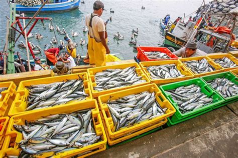 Gobierno Asegura Normal Abastecimiento De Pescado En Todo El País