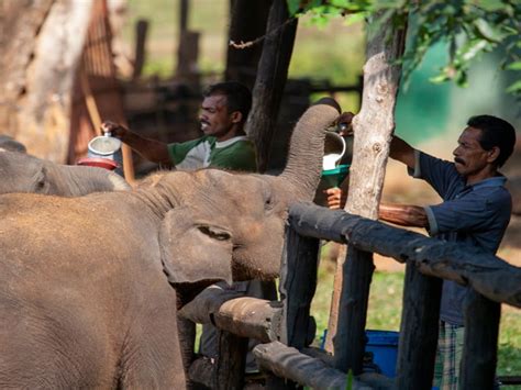 Udawalawe Elephant Transit Home Tours Sri Lankan Safari
