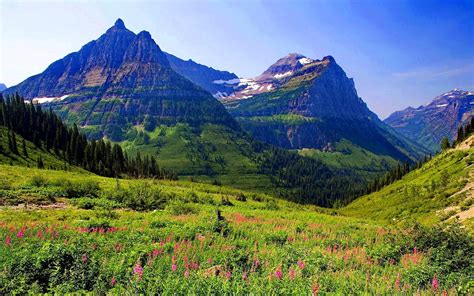 Mountain Wildflowers Wallpapers Wallpaper Cave