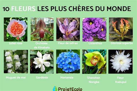 Les 30 Plus Belles Fleurs Du Monde Avec Photos 45 Off