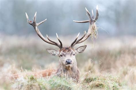 Portrait Of A Red Deer Stag Lying In Grass Stock Image Image Of
