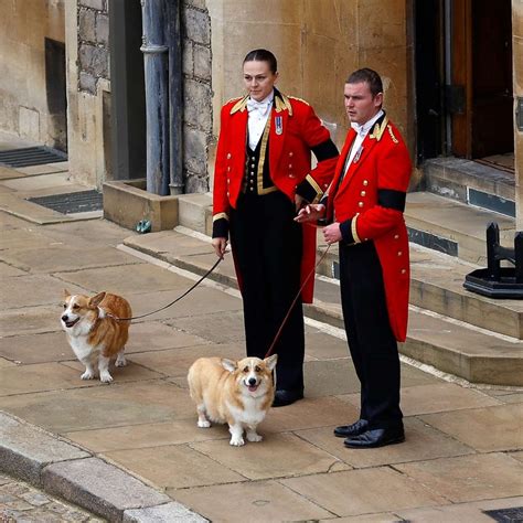 Queen Elizabeth Iis Beloved Corgis Await Her Coffin At Windsor Castle