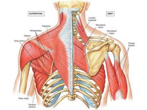 By describing your rib cage pain to your doctor as specifically as possible, you can help him or her sprains and strains of intercostal muscles. shoulder pain and rib cage position