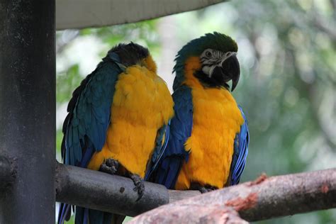 Couple Of Parrots At A Bird Rescue Center In Costa Rica Parrots