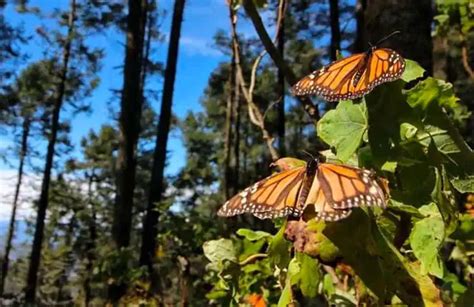 Monarch Butterfly Numbers Are Up This Year At Mexicos Largest Sanctuary