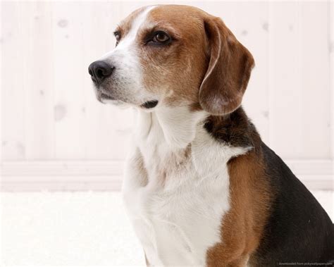 american foxhound breed guide learn   american foxhound