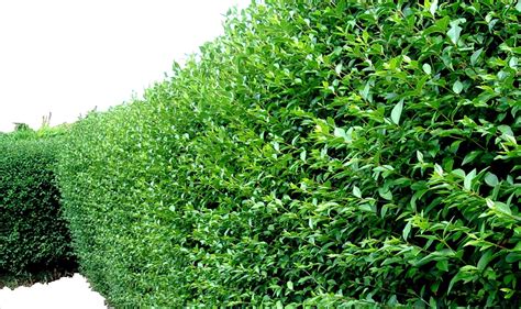 Buy 10 Green Privet Hedging S Ligustrum Hedge 30 50cm In 10cm Pots