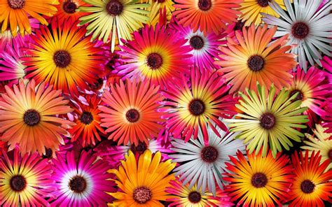 Colorful Flower Wallpapers 74 Background Pictures