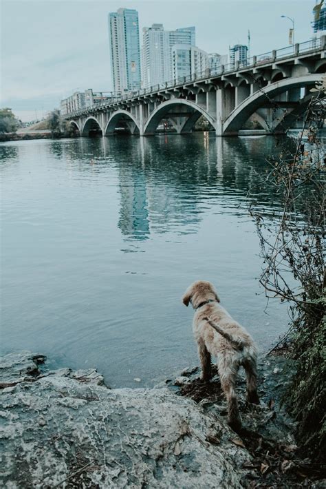 Is Pet Friendly Health Friendly?. Is a pet-friendly city synonymous