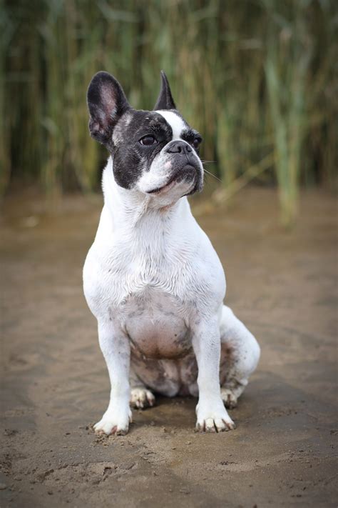French Bulldog Dog Breed Information And Characteristics Daily Paws