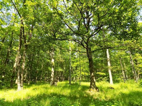 Many Deciduous Trees In Deciduous Forest Stock Image Image Of Land