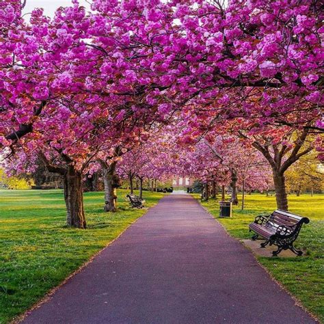Beautiful Cherry Blossom Park In Europe Travel Nature Photo Gardens