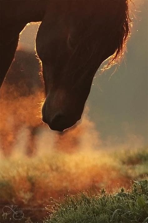 Misty Morning Любовь лошадей Самые милые животные Фотографии лошадей