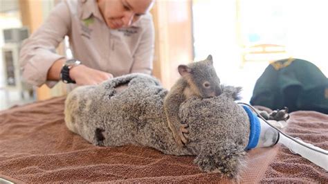 Baby Koala Holds On To Mom During Her Life Saving Surgery