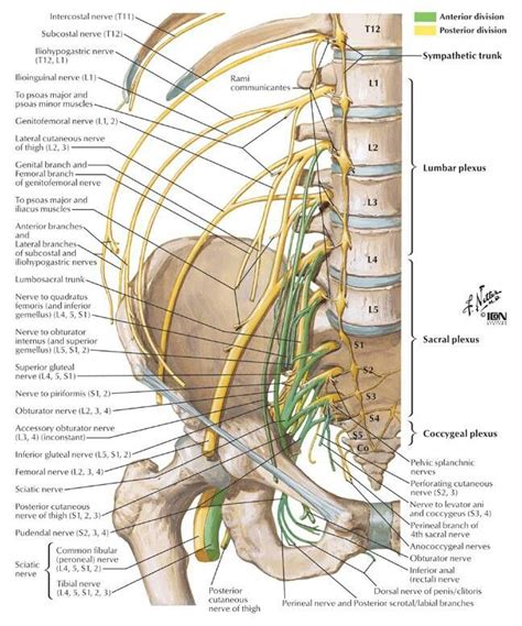 Nerves | Body maps | Pinterest