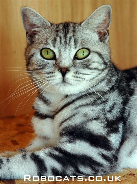 This Is A Young Female Robocat British Shorthair Silver Tabby Kitten