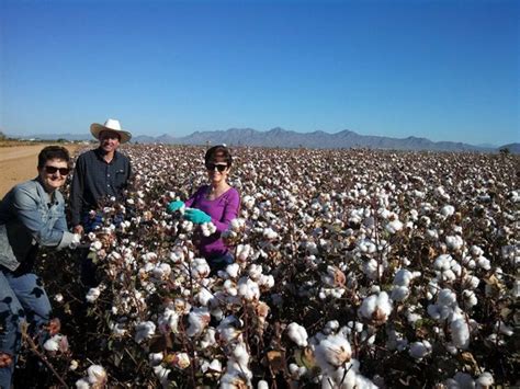 Arizona Agricultures 2013 Cotton Harvest At Midway Point