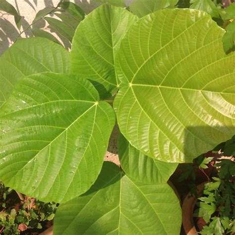 Ficus Sycomorus Sycamore Fig In Gardentags Plant Encyclopedia