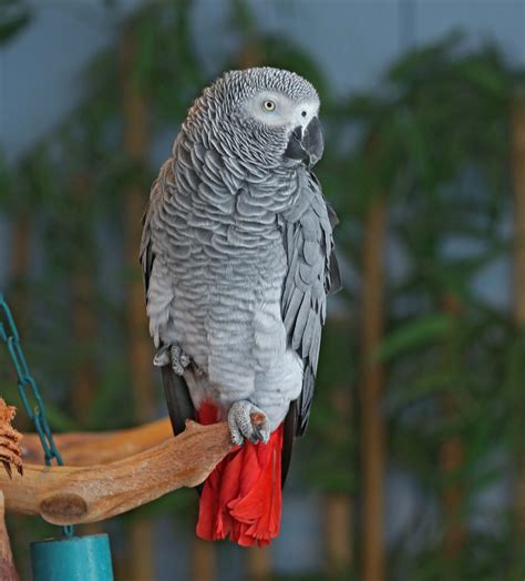 African Grey Parrot Biological Science Picture Directory