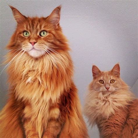 Maine Coon Size Vs Regular Cat Pets And Animal Educations