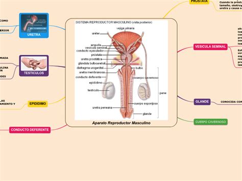 Anatomia Aparato Reproductor Femenino Mind Map The Best Porn Website