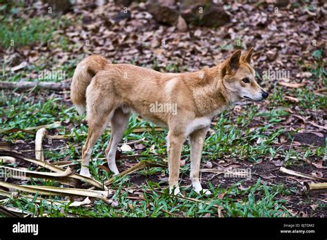 This Dingo Was Seen At Territory Wildlife Park Berry Springs Near