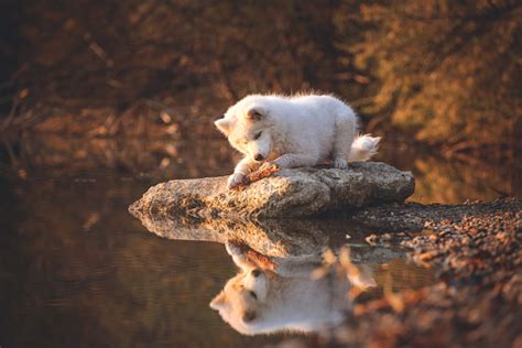 Young Samoyed Lies On The Water Edge On A Rock And Plays With His Stick
