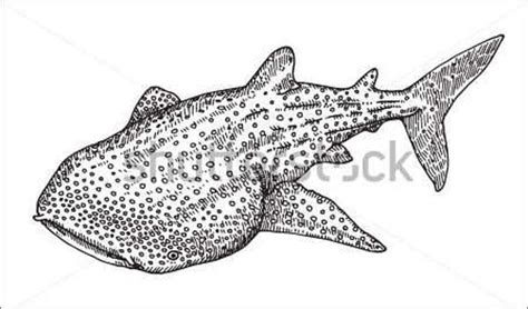 Whale Shark Drawing When The Line You Draw Doesnt Please You Draw