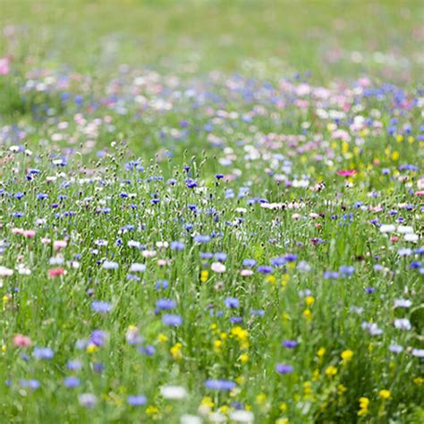 Traditional Wildflower Meadow Seed Mixnative British Seed