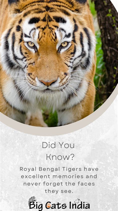 Interesting Facts About Bengal Tigers In 2023 Tiger Facts Bengal