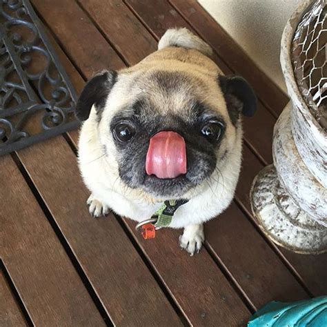Big Love Pugs Daisy Instagram Posts Picture Animals Smile