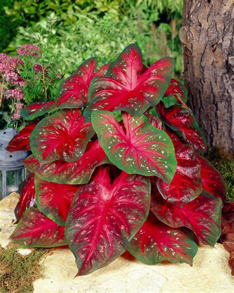 Caladium Red Flash Bulbs Buy Angel Wings Online At Farmer Gracy Uk