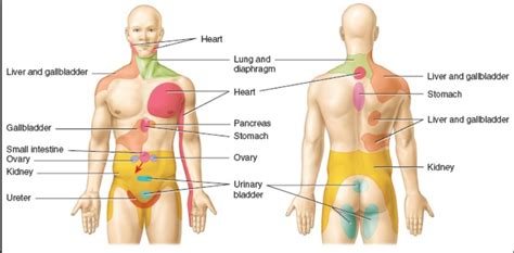 So i think you mabye mean your kidney i do not know if. ¿Qué es y cómo identificar el dolor referido visceral ...