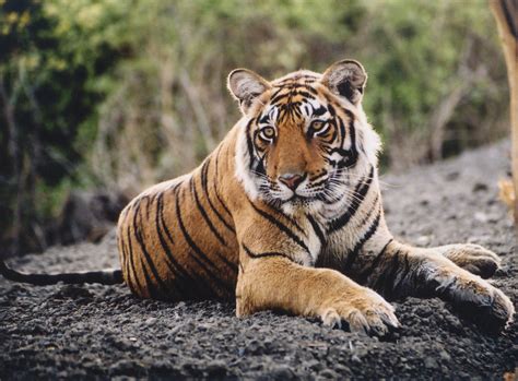 Tigers Wildlife Animal Info All Wildlife Photographs