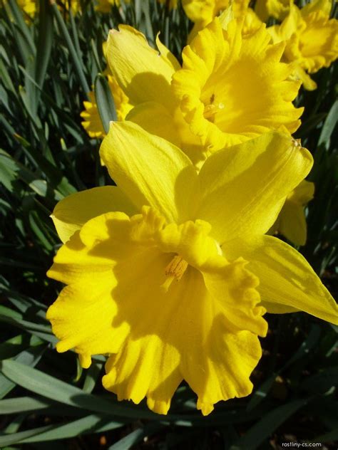 Narcis Narcissus Dutch Master Květy Květenství Rostliny
