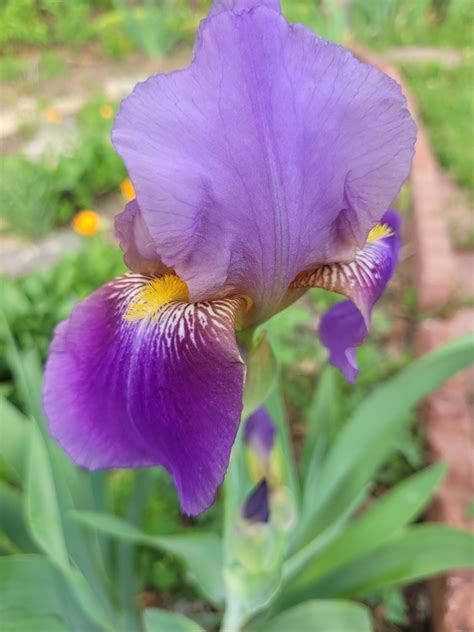 Plantfiles Pictures Intermediate Bearded Iris Andromede Iris By