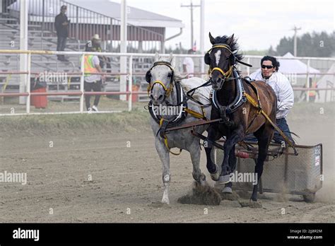 Horse Cart Races Chariot Race At The Neyaskweyahk Native Classic Held