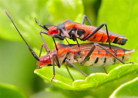 True Bugs Order Hemiptera Suborder Heteroptera