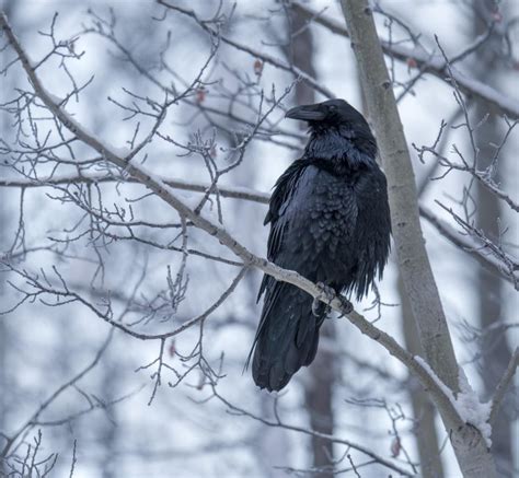 Christmas Raven In Fresh Snow Birding