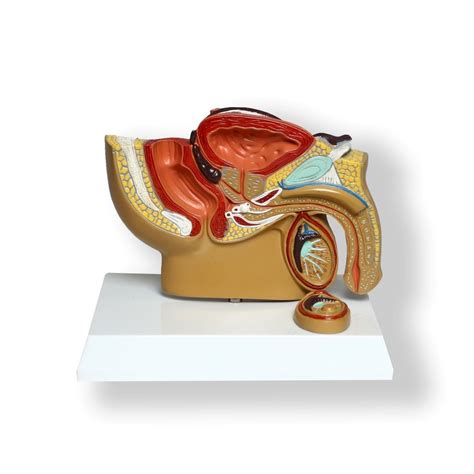 Anatomical Human Male Pelvic Cross Section Model Male Anatomy