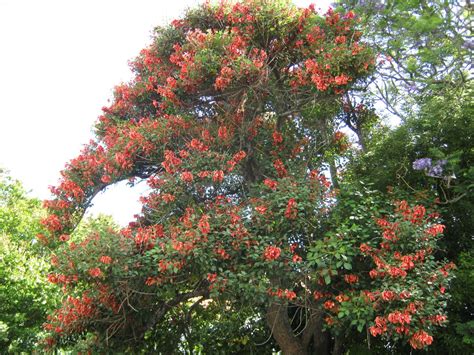 Exotic Trees The Trees And Flowers Of Whangarei