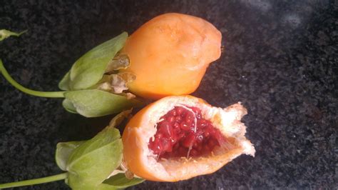 Orange Fruit With Crunchy Sweet Red Seeds Inside Slightly Squishy
